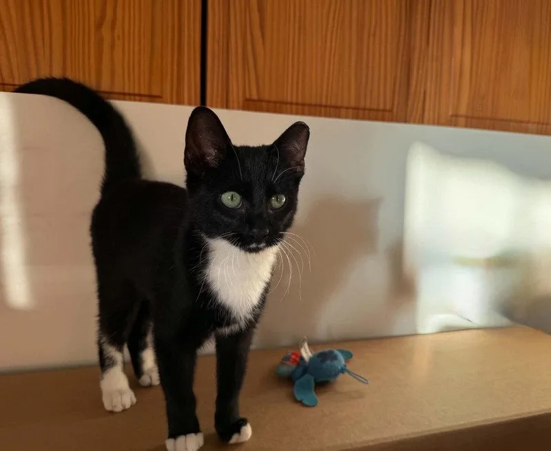 A baby medium-sized male Black & White / Tuxedo Domestic Short Hair cat named Dragonfly for adoption in Candler, NC