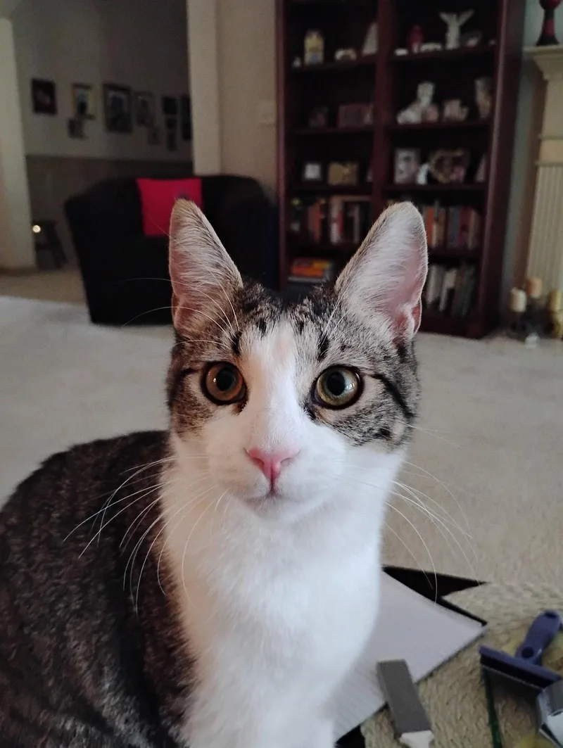 A baby medium-sized male Tabby cat named Elfin for adoption in Buford, GA