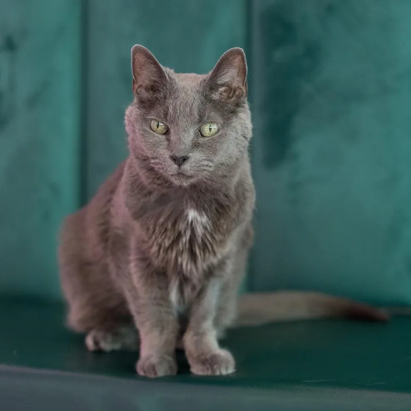An adult small-sized female Gray / Blue / Silver Domestic Short Hair cat named Betty for adoption in Forest Park, IL