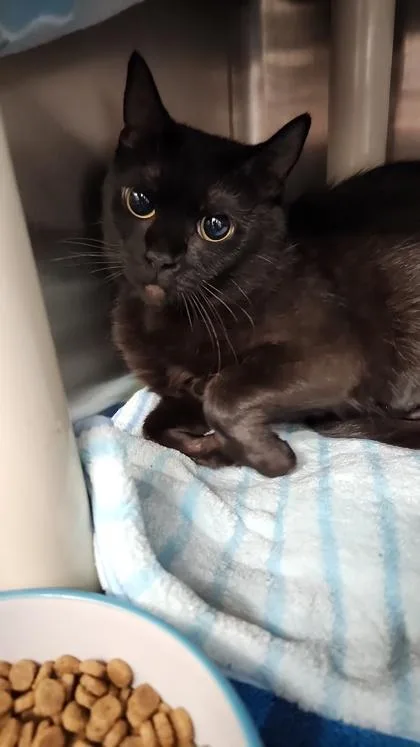 An adult medium-sized female Domestic Short Hair cat named Lulu Chocolate Bar for adoption in Hobart, IN