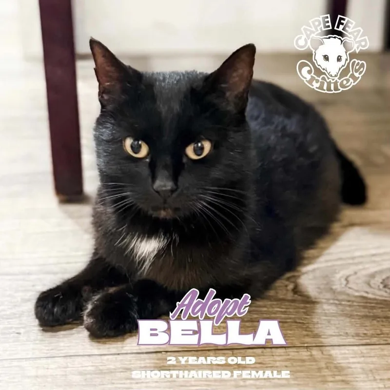 A young medium-sized female Black Domestic Short Hair cat named Bella for adoption in Wilmington, NC