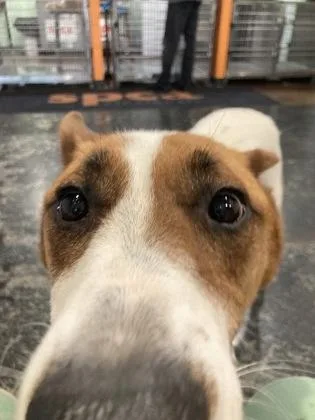 A baby small-sized male Mixed Breed dog named Corey for adoption in Cincinnati, OH