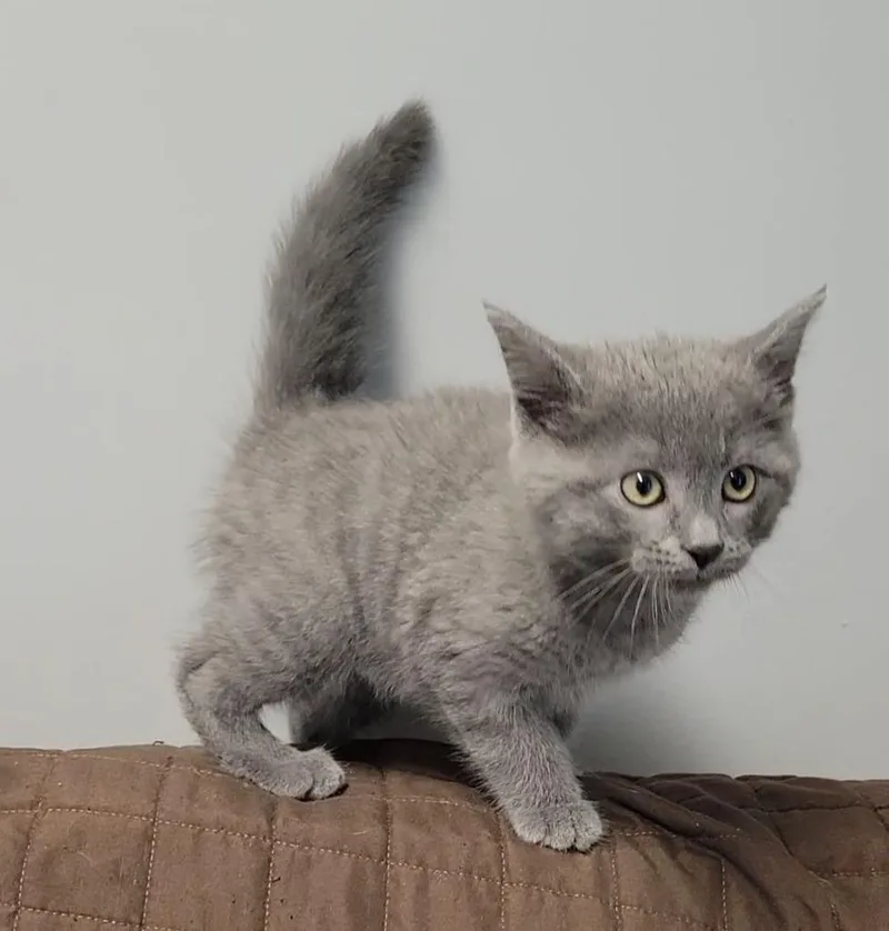 A baby medium-sized male Domestic Short Hair cat named Goose for adoption in Sandusky, OH
