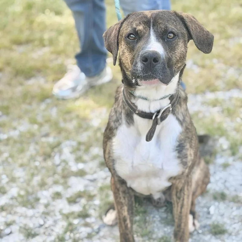 An adult medium-sized male Brindle Plott Hound dog named Peanut for adoption in Washington, DC