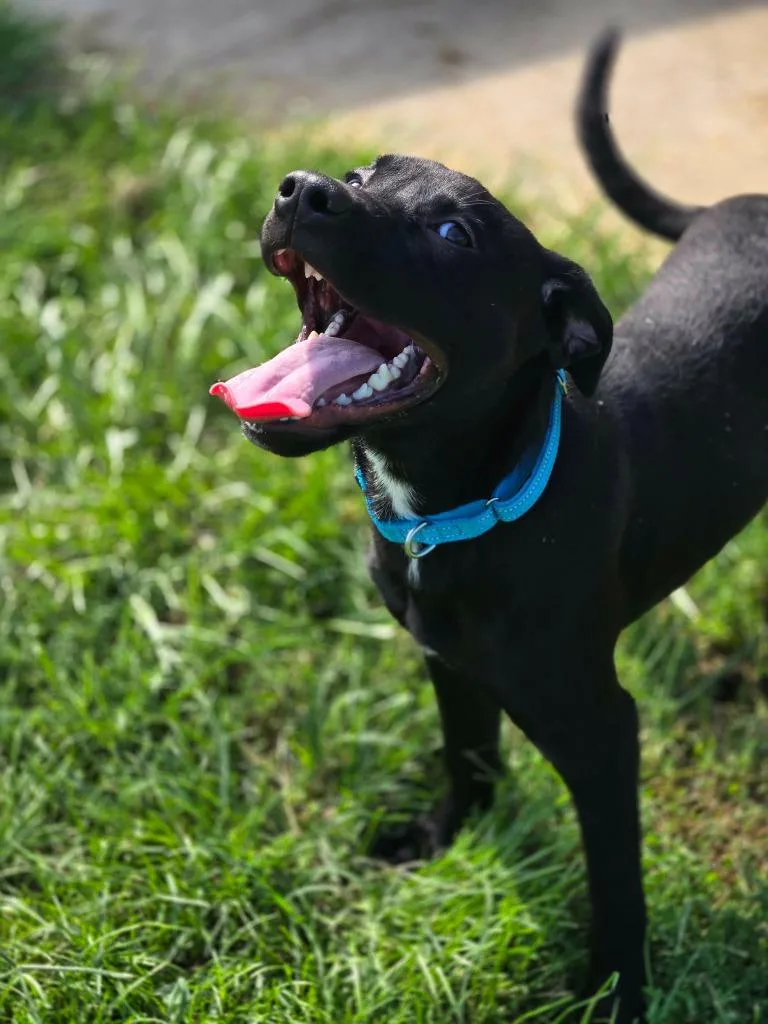 A young medium-sized male Mixed Breed dog named Tater Grey Collar for adoption in Moberly, MO