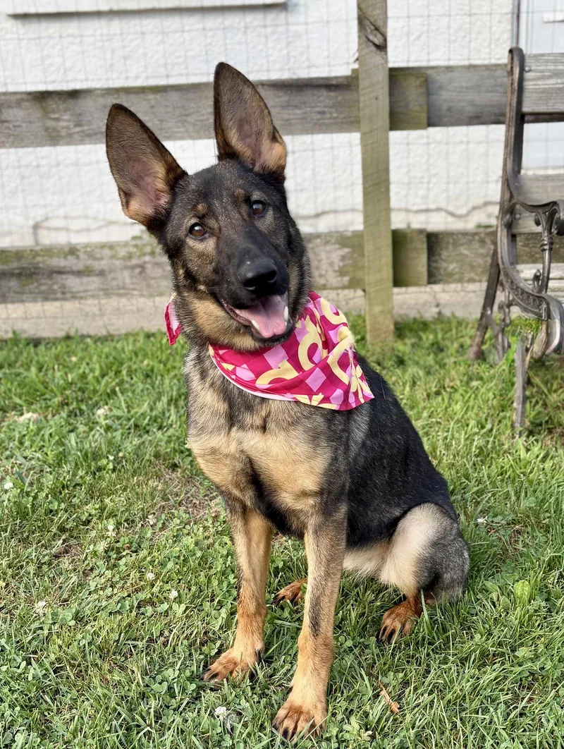 A young medium-sized female German Shepherd Dog dog named Tessa for adoption in Spring Lake, NJ