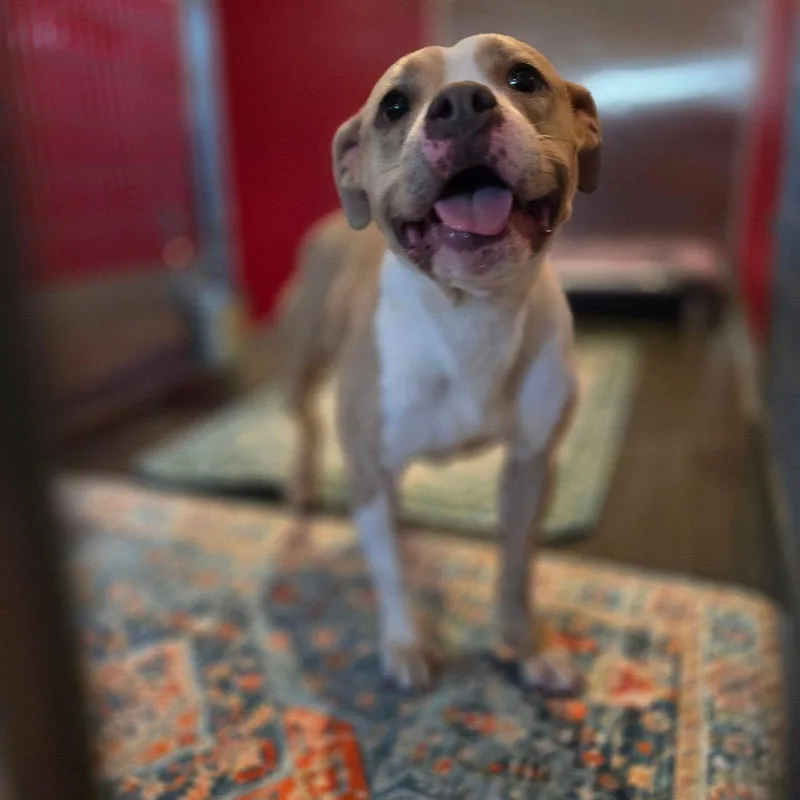 Frankie thumbnail 3