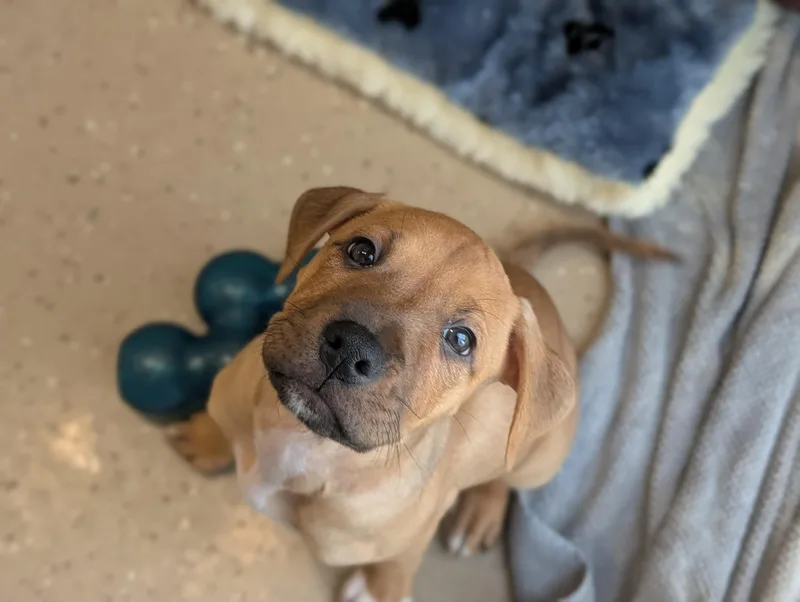 A young medium-sized female Mixed Breed dog named Fendi for adoption in Fenton, MI