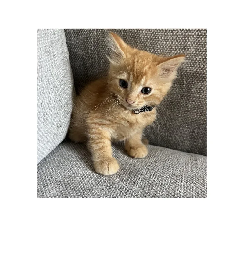 A baby small-sized male Orange / Red Domestic Short Hair cat named Piglet for adoption in San Pedro, CA