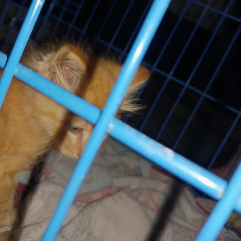 Piglet thumbnail 2