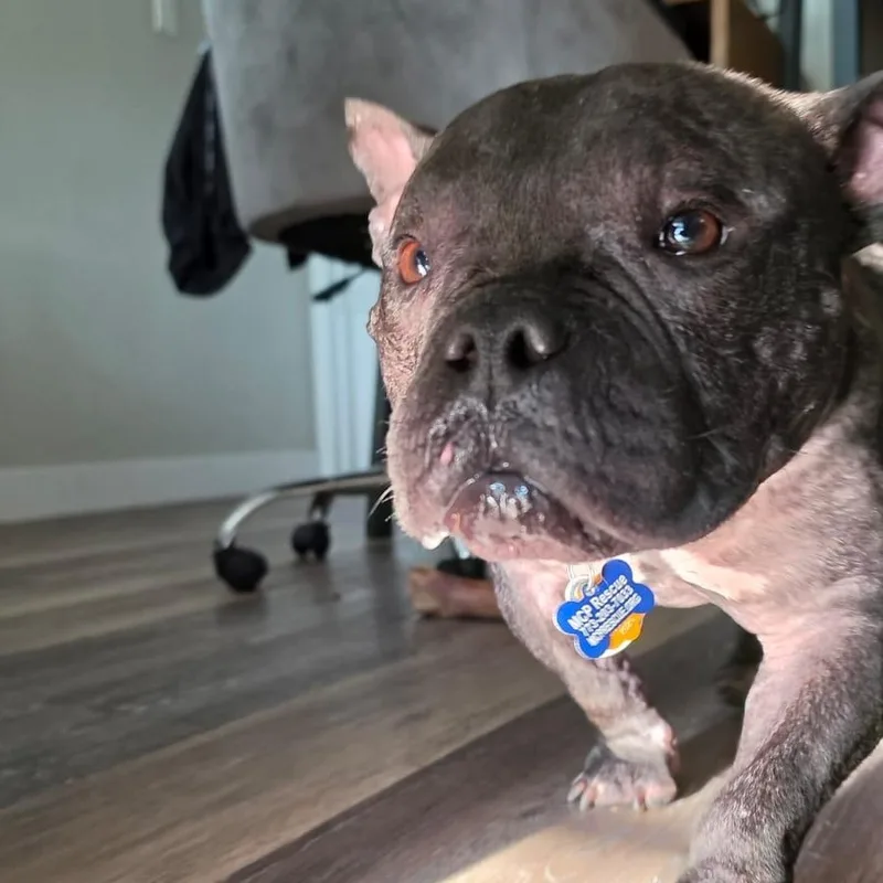A young medium-sized male French Bulldog dog named Jude for adoption in Chicago, IL