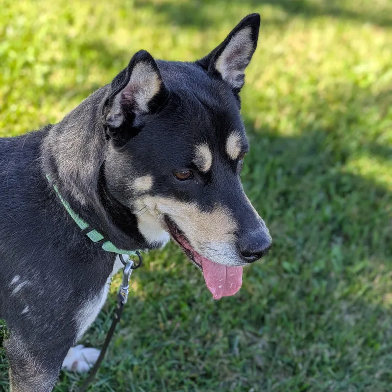 An adult medium-sized female Black Mixed Breed dog named Mallory for adoption in Syracuse, NY