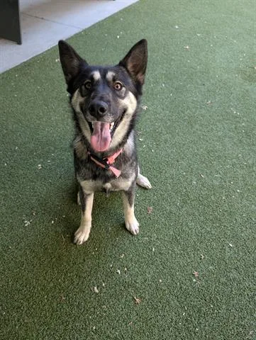 An adult medium-sized female German Shepherd Dog dog named Ziva for adoption in San Martin, CA
