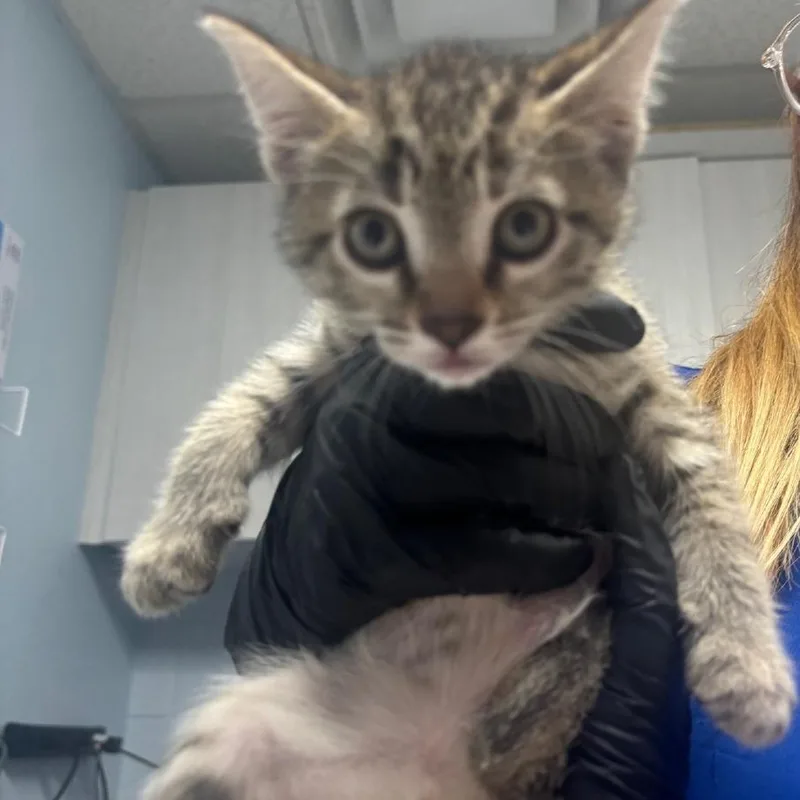 A baby small-sized female Brown / Chocolate Domestic Short Hair cat named Queens for adoption in Riverside, CA