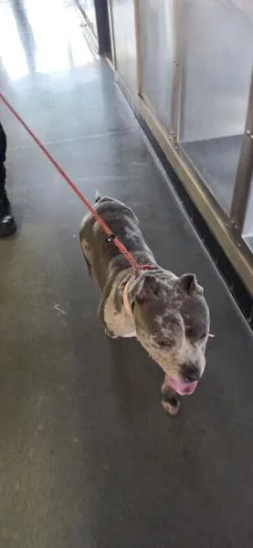 A young small-sized female American Bully dog named Ic for adoption in Lawrenceville, GA