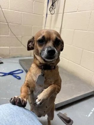 An adult small-sized female Chihuahua dog named Sofie for adoption in Harlingen, TX
