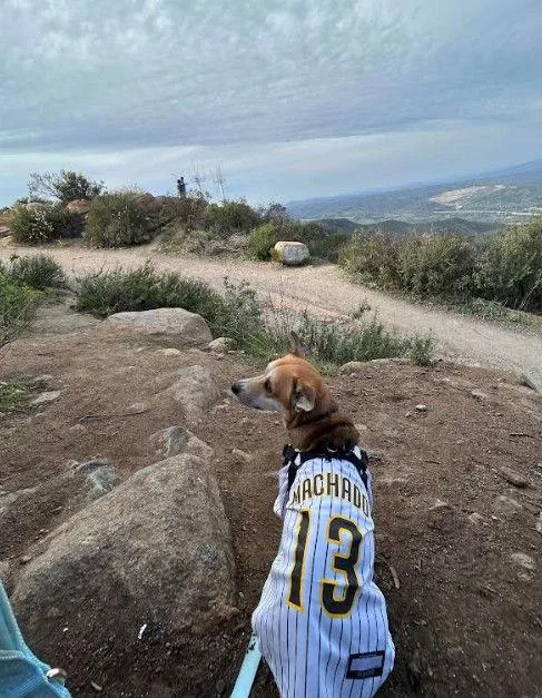 An adult medium-sized male Corgi dog named Arlo for adoption in San Diego, CA