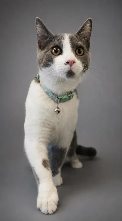 An adult medium-sized male Domestic Short Hair cat named Blotch for adoption in Bowling Green, KY