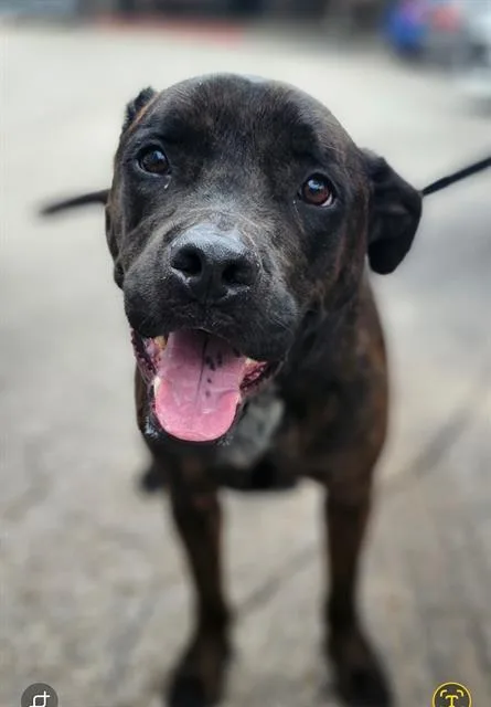 An adult medium-sized male Labrador Retriever dog named Buddy for adoption in San Antonio, TX