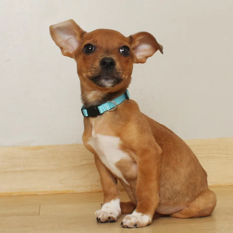 A baby small-sized male Yellow / Tan / Blond / Fawn Chihuahua dog named Alfie D for adoption in Minnetonka, MN