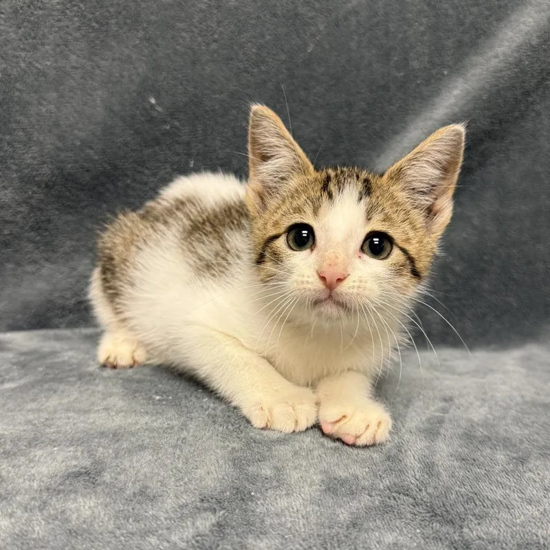 A baby medium-sized male Domestic Short Hair cat named Marsh for adoption in Brenham, TX