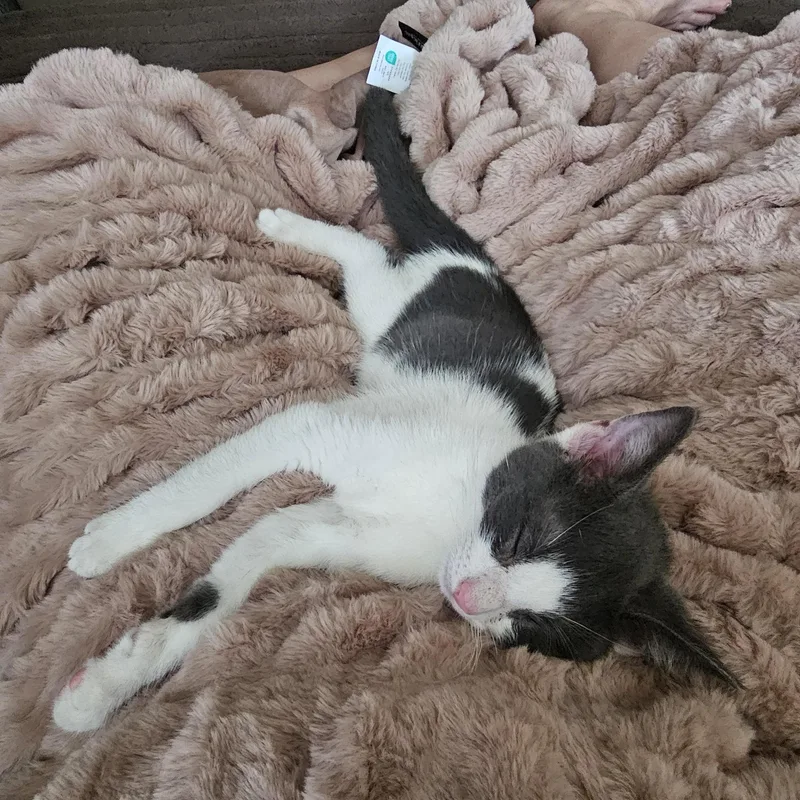 Opie