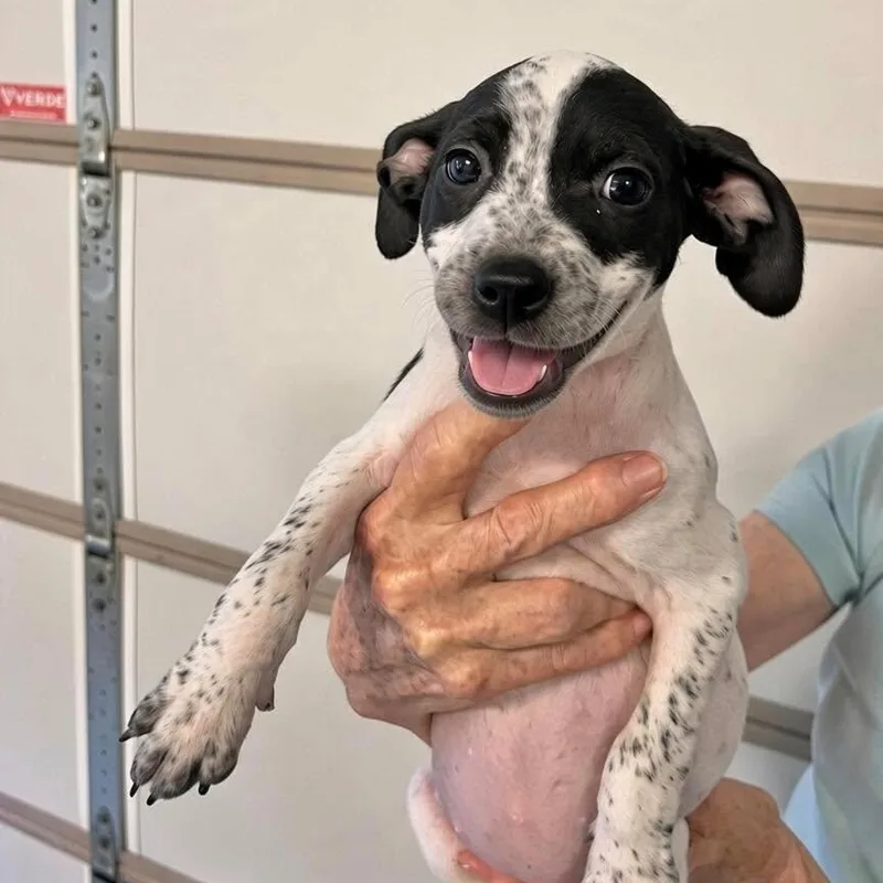A baby medium-sized female Jack Russell Terrier dog named Nancy for adoption in Semmes, AL