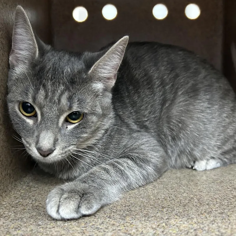 A young medium-sized female Gray / Blue / Silver Domestic Short Hair cat named Glenfiddich for adoption in Galveston, TX