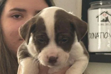 A baby small-sized female Pit Bull Terrier dog named Trouble for adoption in Westland, MI
