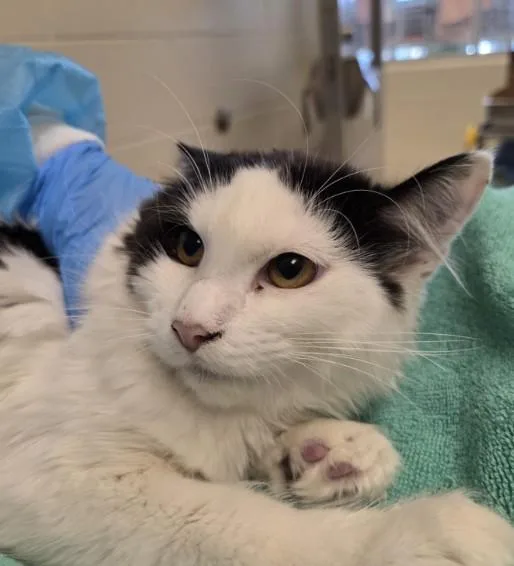 A young small-sized female Domestic Long Hair cat named Delia for adoption in Brighton, CO