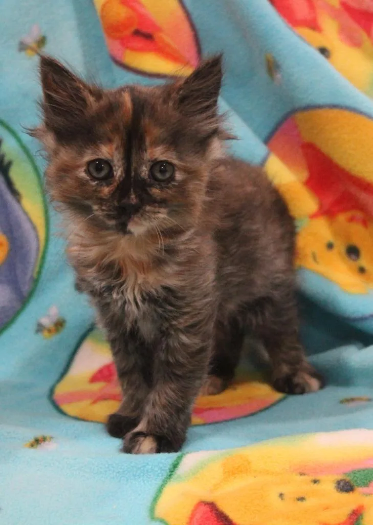 A baby medium-sized female Domestic Long Hair cat named Cupcake for adoption in Vacaville, CA