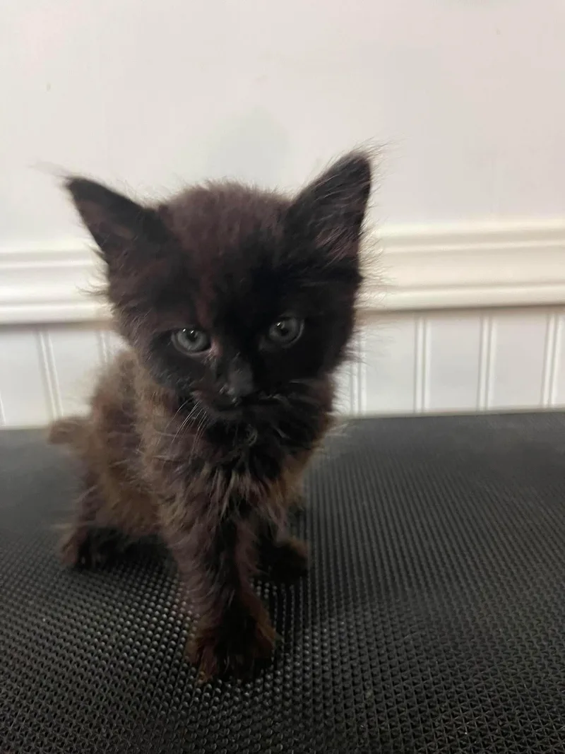 A baby small-sized female Domestic Short Hair cat named Kiara for adoption in Clymer, PA
