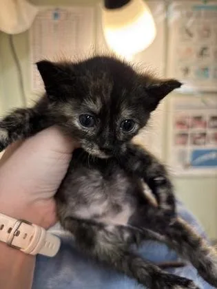 A baby medium-sized female Domestic Short Hair cat named Fern for adoption in Picayune, MS