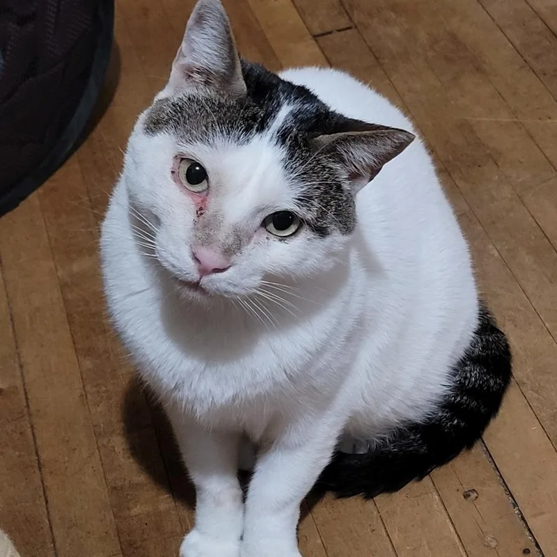 An adult large-sized male White Domestic Short Hair cat named Pancho for adoption in Inver Grove Heights, MN