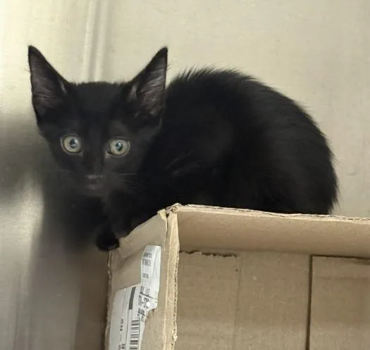 A baby small-sized male Domestic Short Hair cat named Jalapeno for adoption in Killeen, TX