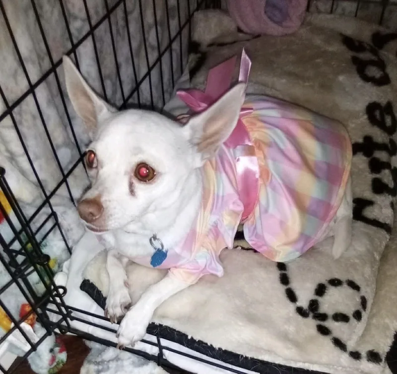 A young small-sized female White / Cream Chihuahua dog named Princess for adoption in Kaufman, TX