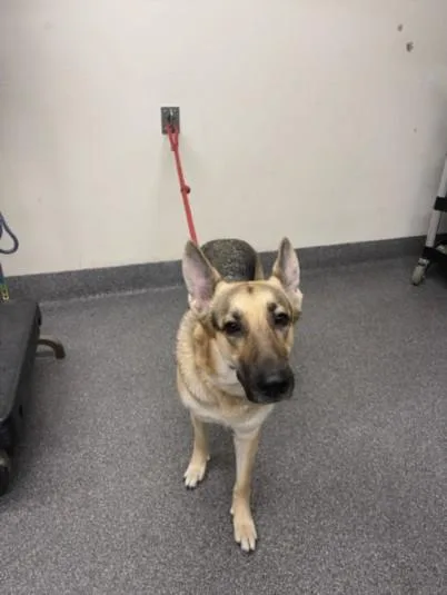 An adult medium-sized female German Shepherd Dog dog named Rain for adoption in Los Angeles, CA