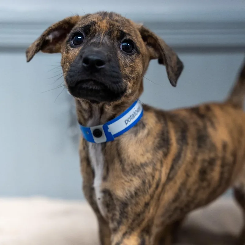 A baby medium-sized male Brindle Terrier dog named Potatos for adoption in Pawling, NY
