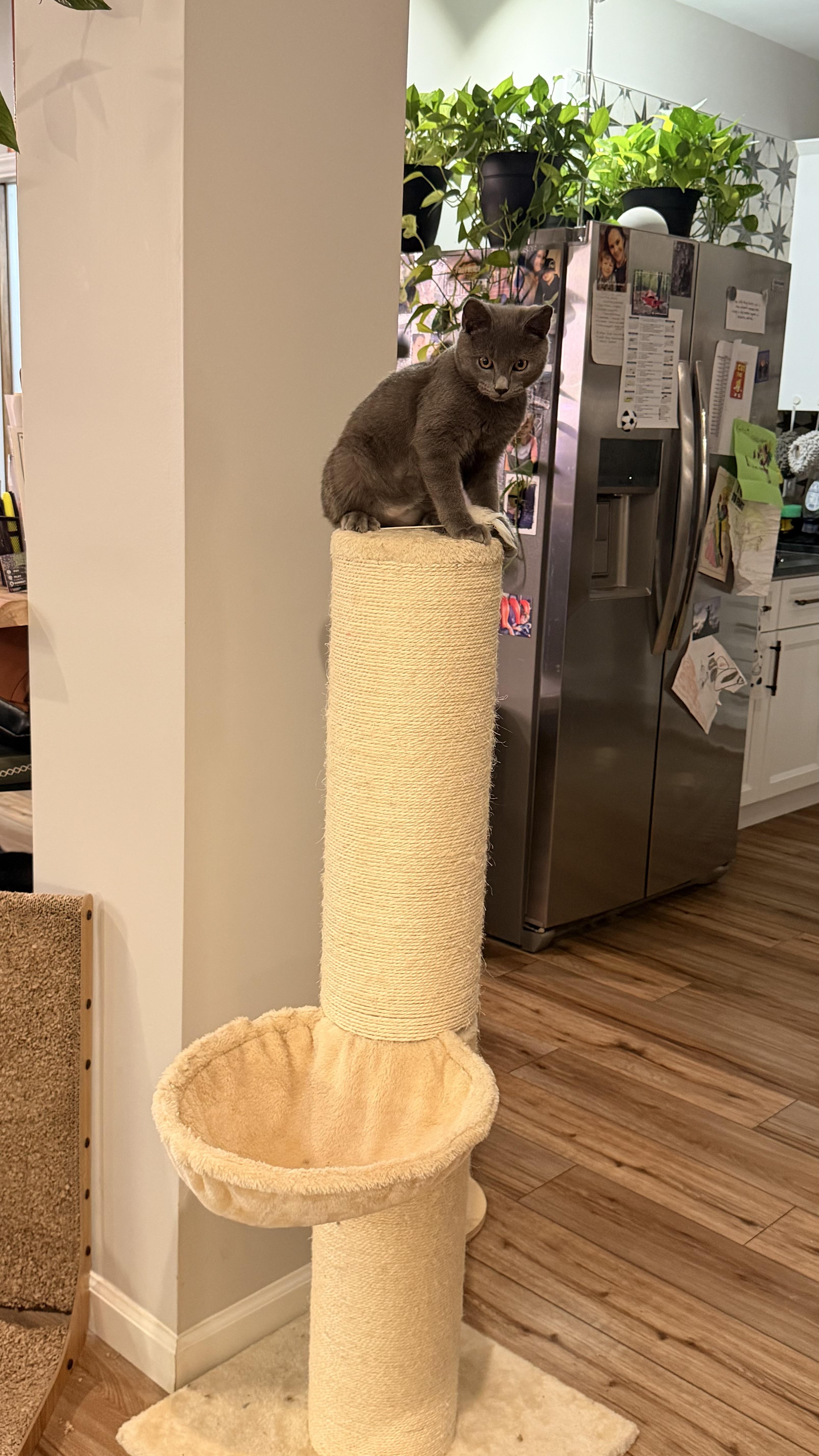 A baby medium-sized male Russian Blue cat named Gandalf for adoption in Charlotte, NC