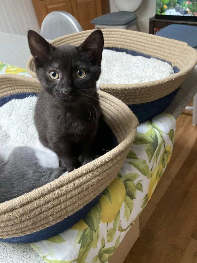 A young medium-sized male Black Domestic Short Hair cat named Tom for adoption in Philadelphia, PA