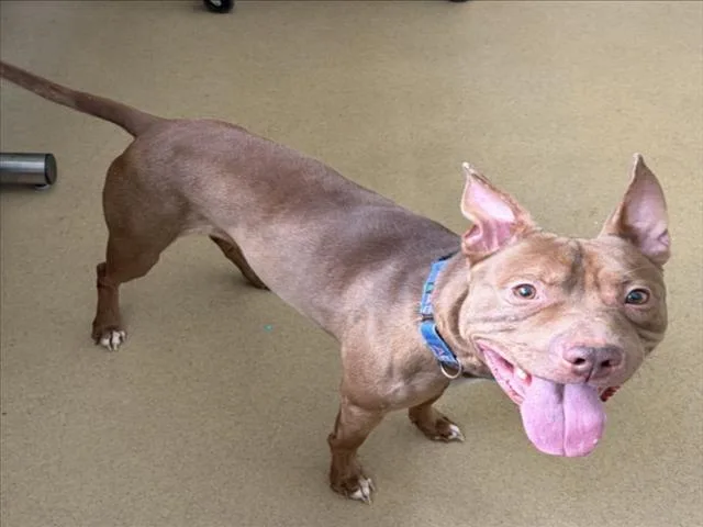 An adult large-sized male Pit Bull Terrier dog named Petey for adoption in Derwood, MD