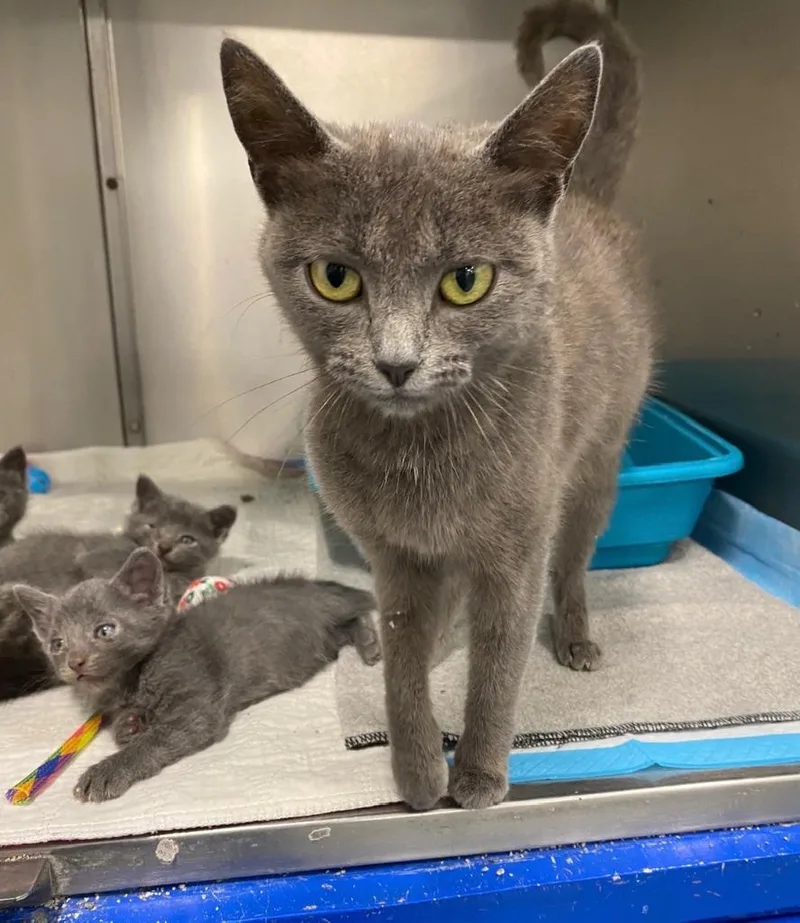A young medium-sized female Russian Blue cat named Molly for adoption in Portland, IN