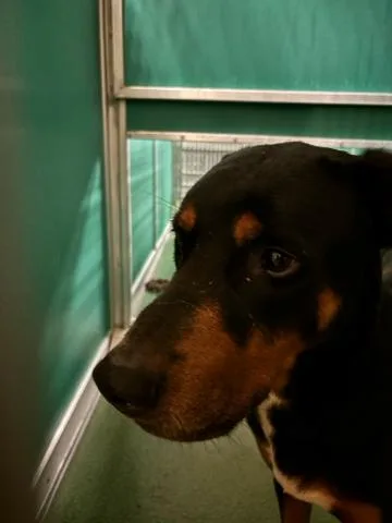 An adult large-sized male Mixed Breed dog named George for adoption in West Palm Beach, FL