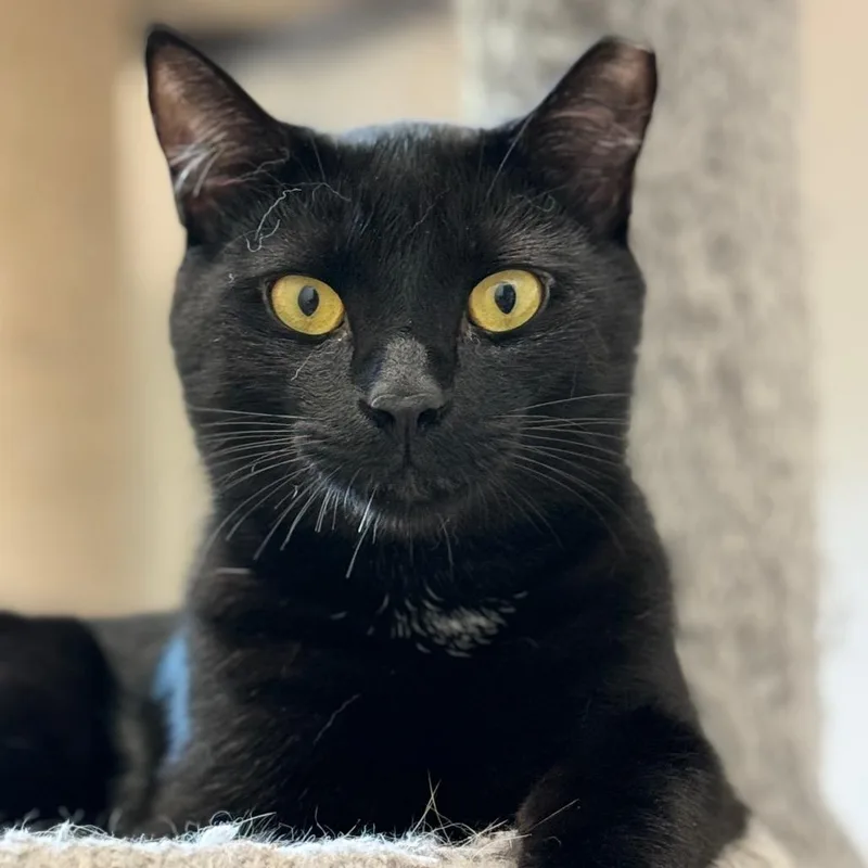 Tom Jones thumbnail 2