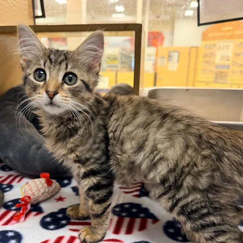 A baby medium-sized female Tabby (Brown / Chocolate) Domestic Medium Hair cat named Chamomile for adoption in miami, FL