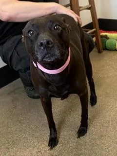 A young large-sized female Black Pit Bull Terrier dog named Sidney for adoption in Cleveland, OH