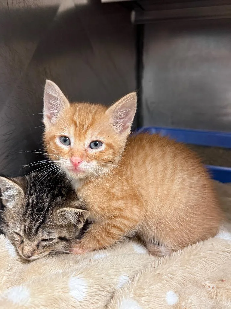 A baby small-sized male Domestic Short Hair cat named Logan for adoption in Bossier City, LA