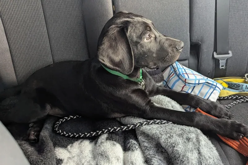A baby large-sized male Black Labrador Retriever dog named Titus for adoption in Manhattan, KS