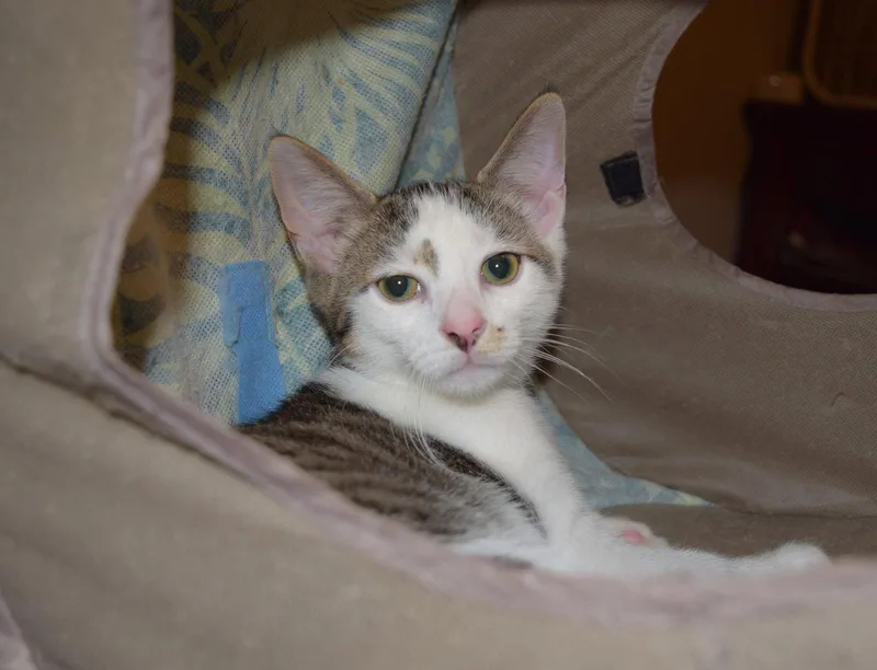 A baby medium-sized male Domestic Short Hair cat named Spade for adoption in Rochester, NY