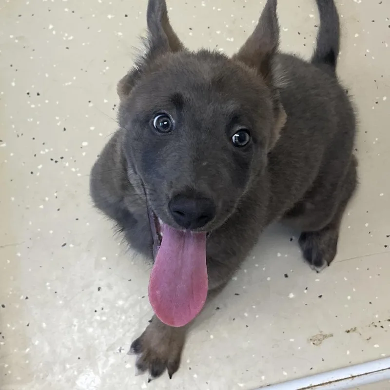 A baby medium-sized female Belgian Shepherd / Malinois dog named Serenade for adoption in Cumming, GA
